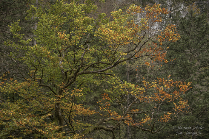 herbstbaum-2