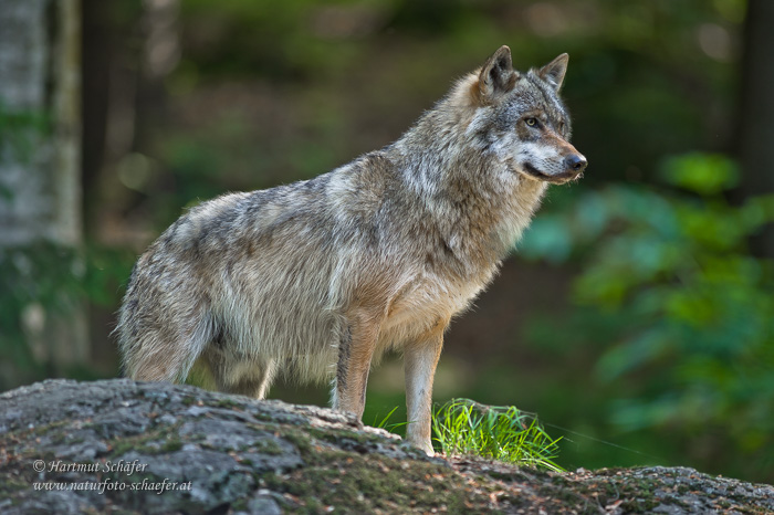 wolf-5