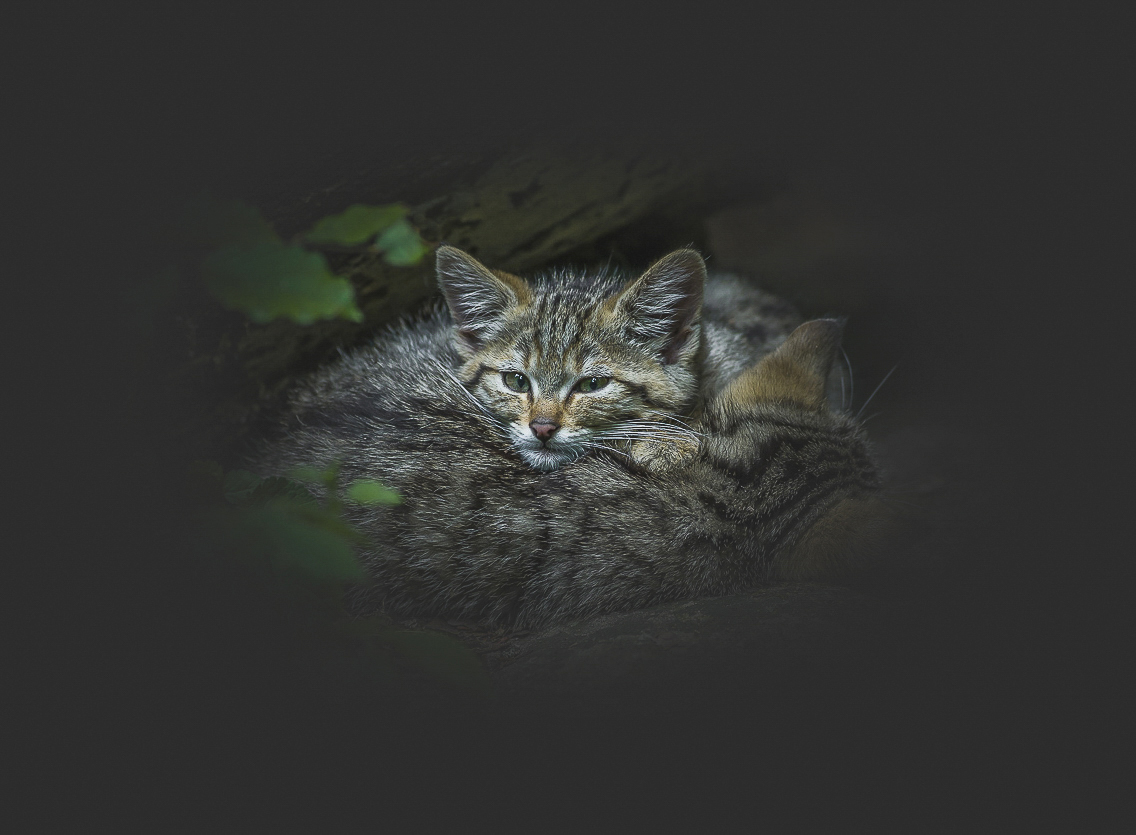 junge Wildkatzen